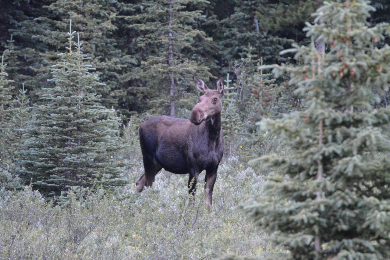 Newly Renovated Grizzly Lodge, Spacious 3Br 2Ba With Open Pool, Hot Tub Canmore Exteriér fotografie